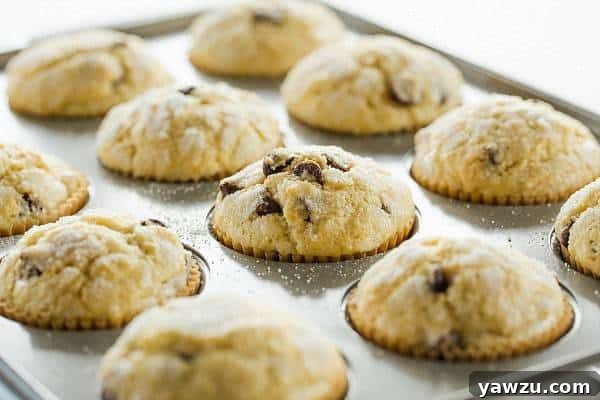 Close-up of a warm chocolate chip muffin, showcasing its tender crumb and melted chocolate chips.