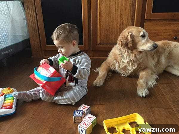Einstein, a golden retriever, gently watching over baby Joseph playing on the floor