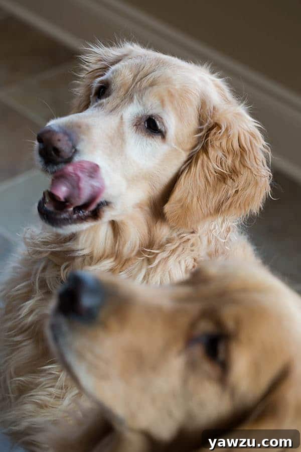 Close-up portrait of Einstein, a golden retriever, with homemade mint and parsley buckwheat dog biscuits