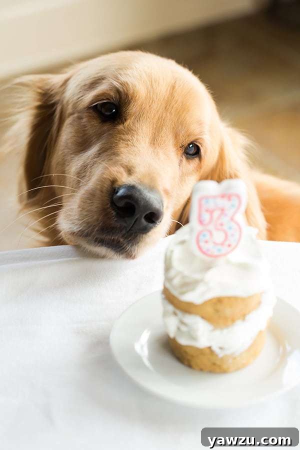 Happy Duke! A golden retriever eagerly looking at his homemade coconut-honey birthday cake.