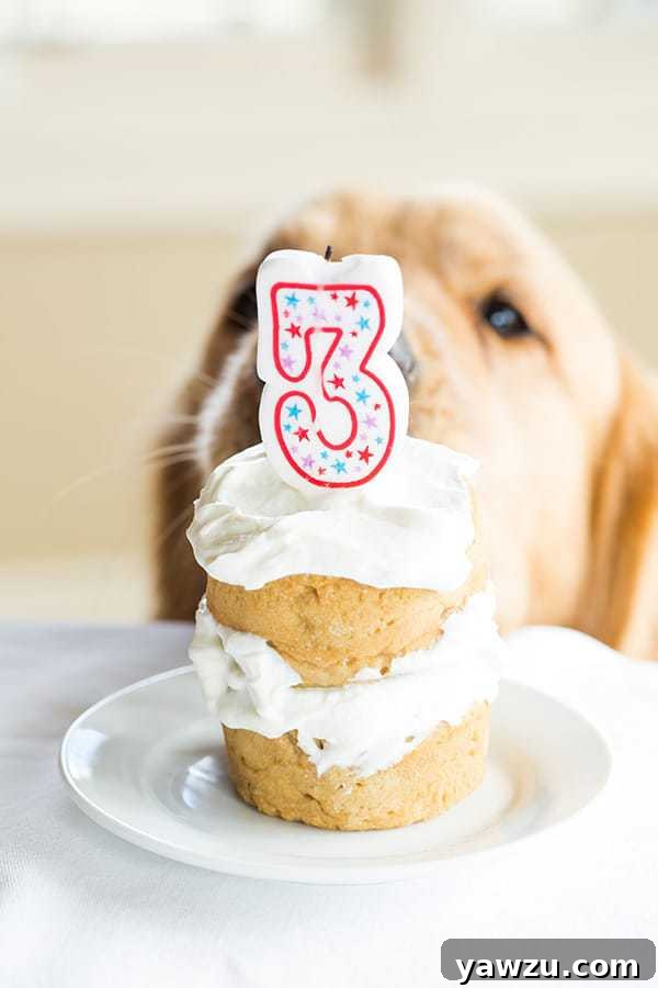 Closeup of a fluffy coconut-honey dog cake frosted with plain yogurt, ready for a dog's birthday.