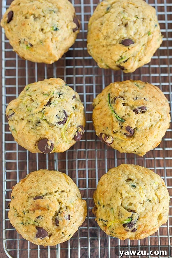 Freshly Baked Zucchini Chocolate Chip Muffins with a sprinkle of chocolate chips
