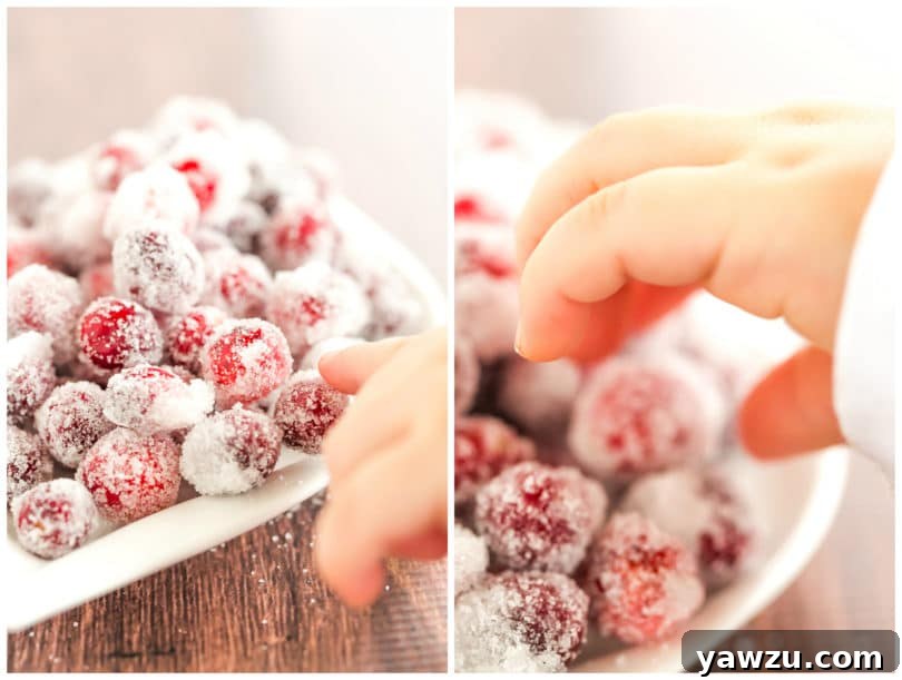 Toddler hands reaching for sugared cranberries during a photoshoot