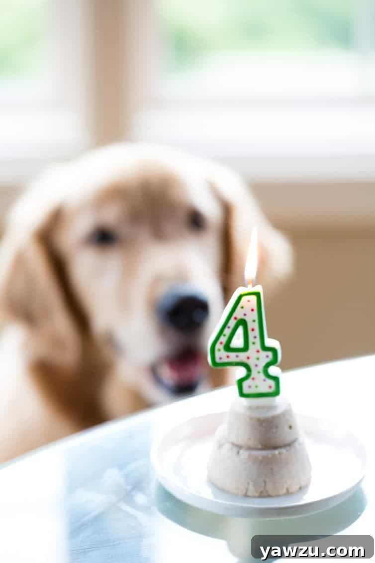 Homemade Frozen Pupcakes for Duke's 4th Birthday Celebration