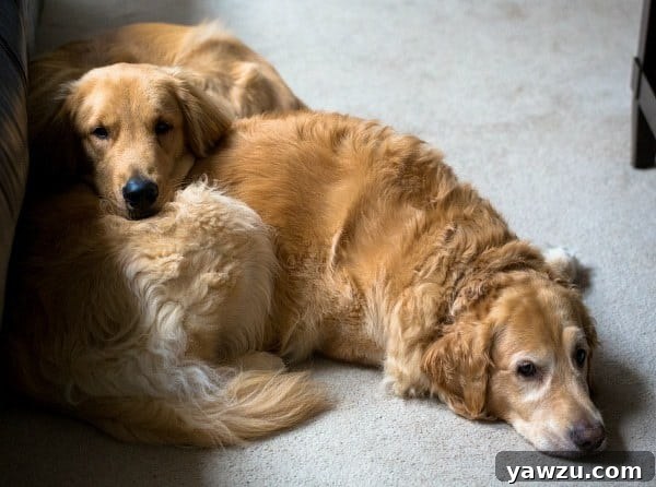 Duke and Einstein sharing a moment together