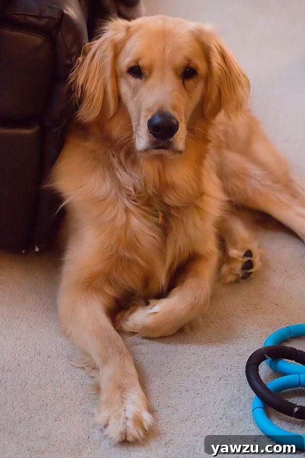 Duke playing happily outdoors, enjoying the sunshine