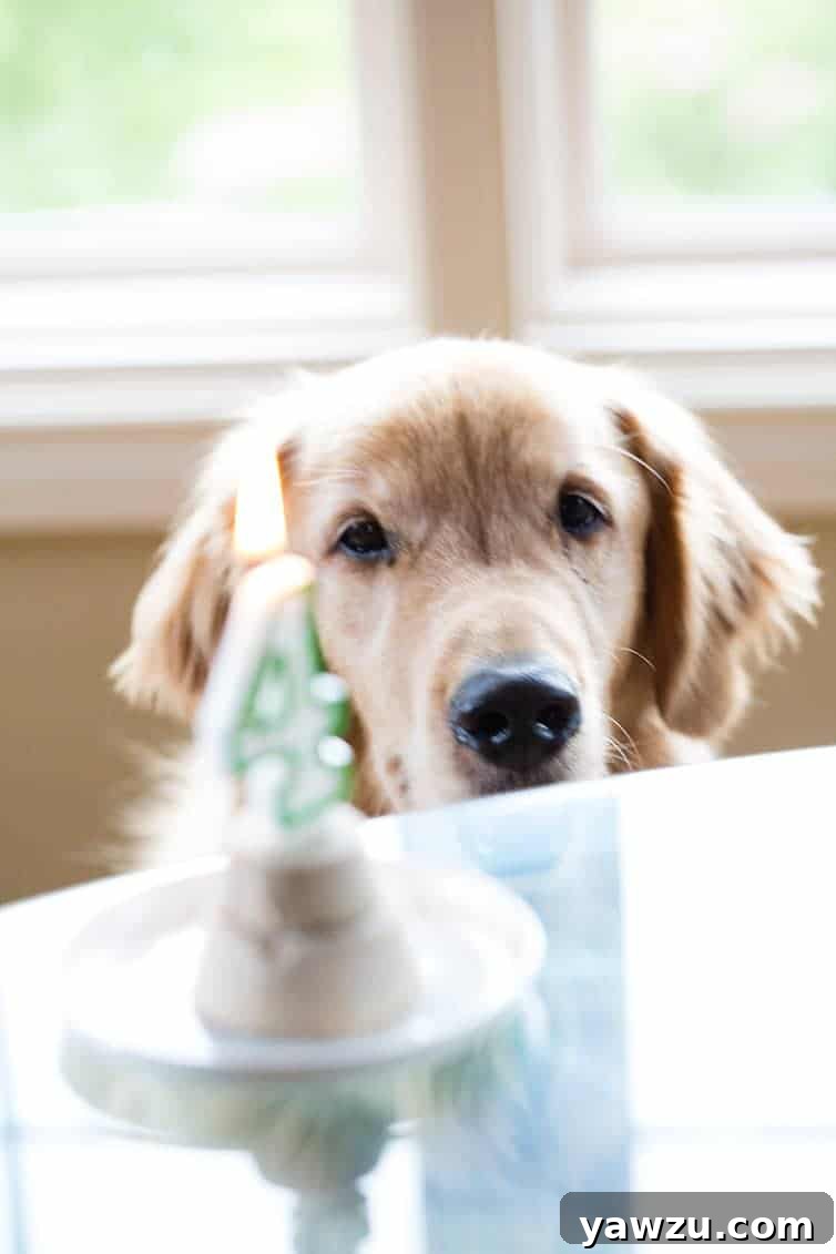 Frozen Pupcakes - Easy 3-ingredient dog treats