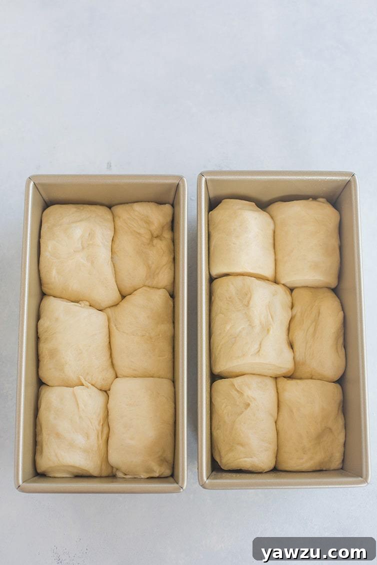 Milk bread dough tucked into two loaf pans.