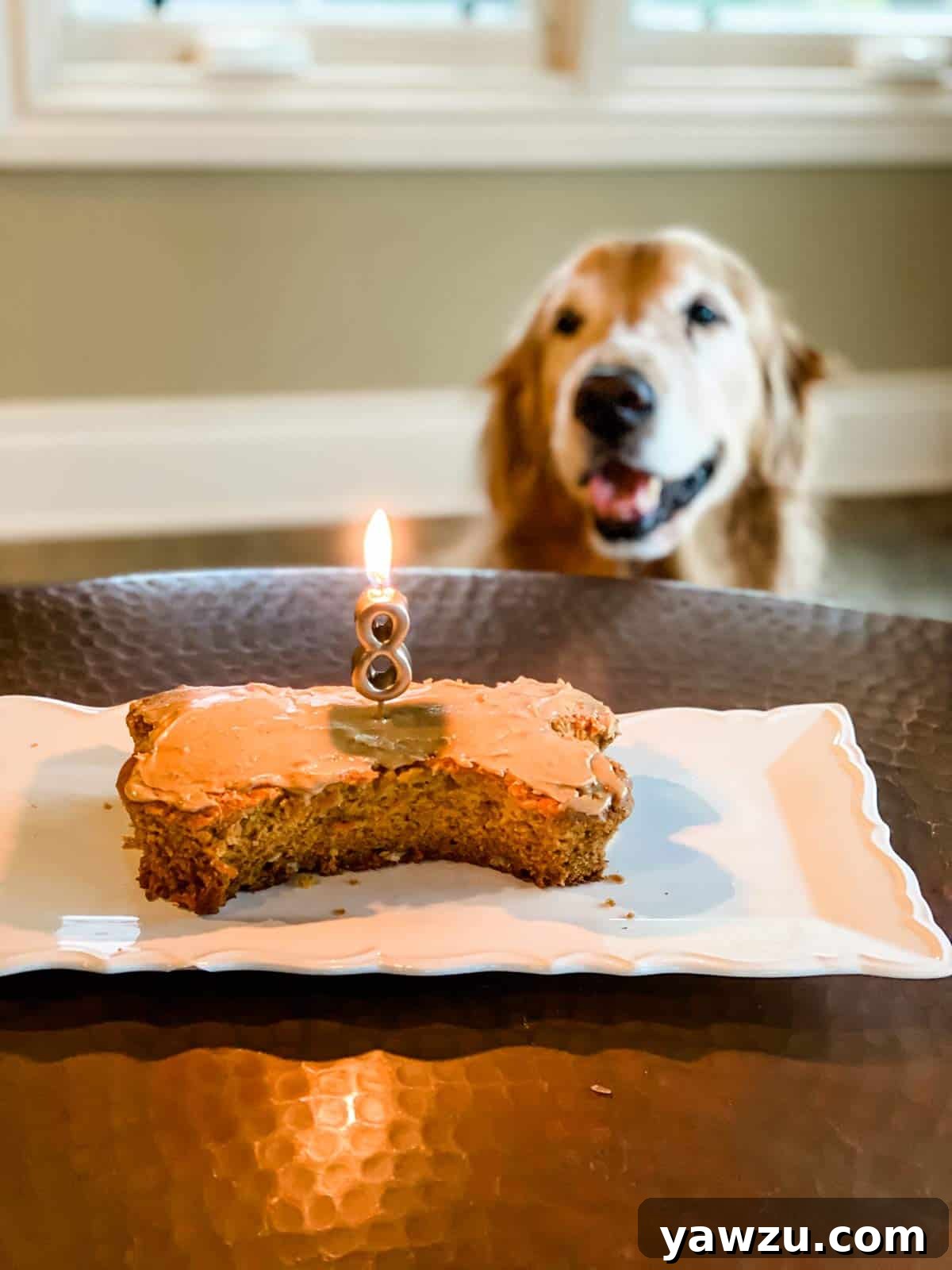 Bone shaped dog cake with a number 8 candle in it, ready for a dog's birthday celebration. A happy dog is visible in the background.
