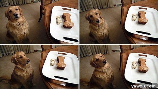Collage of adorable photos of a dog next to a bone-shaped birthday cake, celebrating a special occasion.