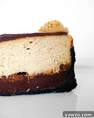 Side view of a slice of peanut butter fudge cheesecake on a white plate, showcasing its beautifully layered indulgence.