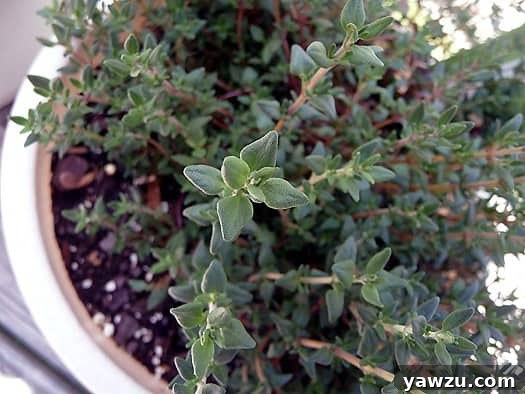 Close-up overhead view of a vibrant green thyme plant, its delicate leaves ready for harvest.