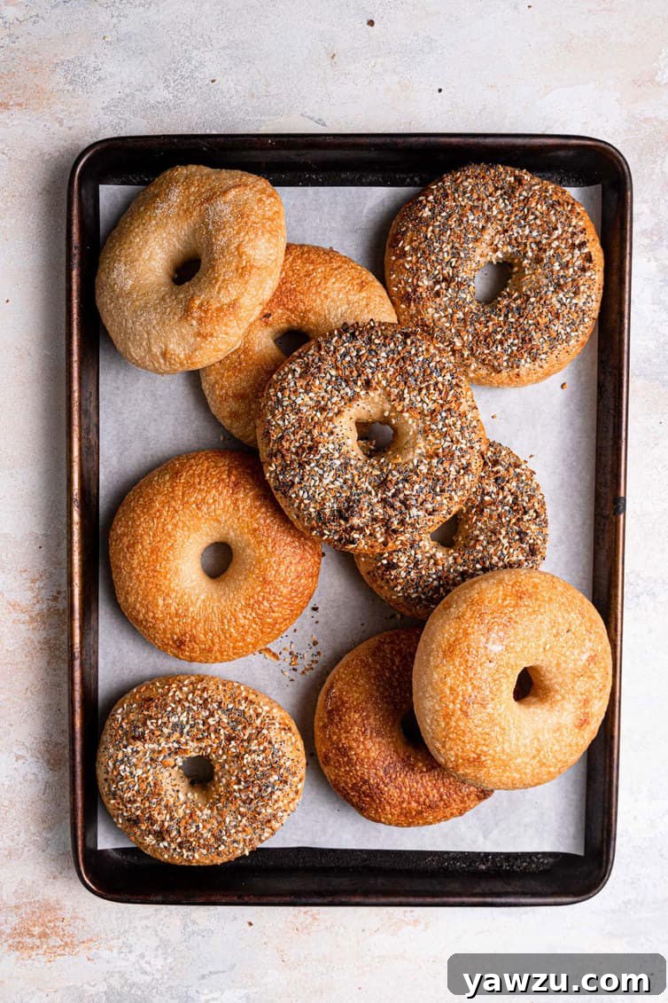A selection of plain and everything bagels arranged on a parchment-lined baking sheet.