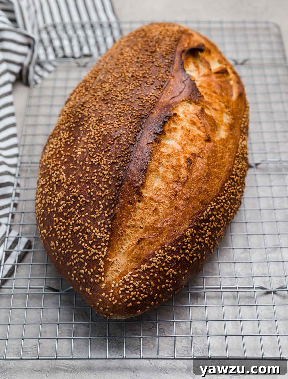Loaf of baked Italian bread on a wire rack on a counter.